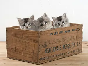 Crate: Cat Tiffali 7 week old kittens in old wooden box