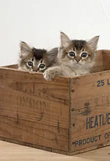 Boxes: Cat Tiffali 7 week old kittens in old wooden box