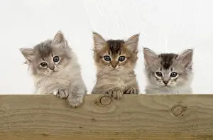 Tiffali: Cat Tiffali 7 week old kittens over wood