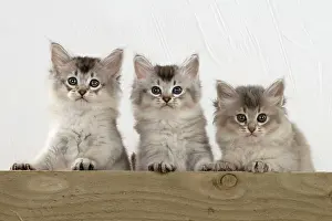 Tiffali: Cat Tiffali 7 week old kittens over wood