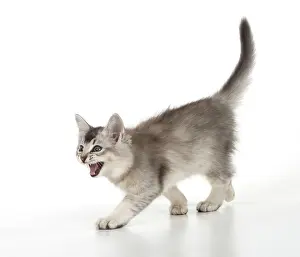 Meowing: Cat
