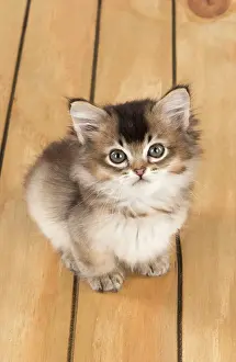 Tiffanies: Cat Tiffanie 7 week old kitten