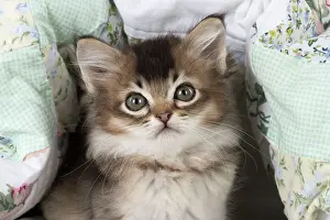 Tiffanies: Cat Tiffanie 7 week old kitten