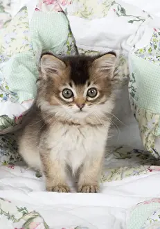 Tiffanies: Cat Tiffanie 7 week old kitten