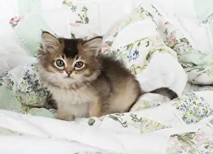 Tiffanies: Cat Tiffanie 7 week old kitten