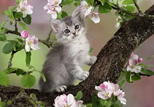 Tiffanie: Cat Tiffanie 7 week old kitten