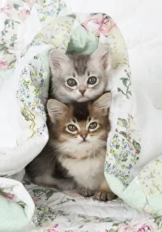 Tiffanies: Cat Tiffanie 7 week old kittens