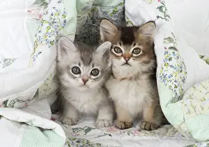 Tiffanies: Cat Tiffanie 7 week old kittens
