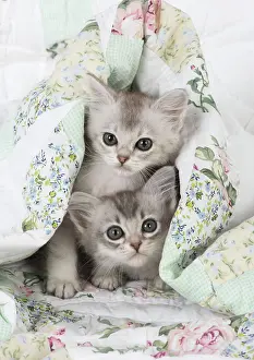 Tiffanies: Cat Tiffanie 7 week old kittens