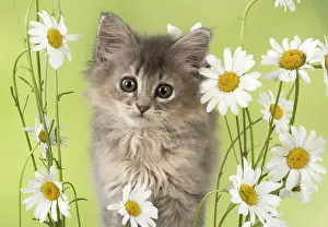 Tiffanie: Cat Tiffanie 9 week old kitten in daisy's