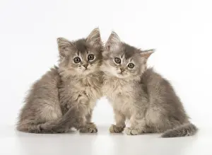 Tiffanie: Cat Tiffanie 9 week old kittens
