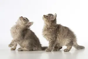 Tiffanie: Cat Tiffanie 9 week old kittens
