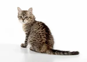 Mackerel: CAT. Tiffanie, Black Macerel Tabby
