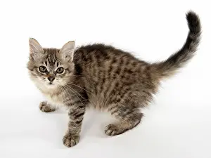Mackerel: CAT. Tiffanie, Black Macerel Tabby