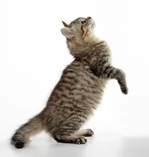 Mackerel: CAT. Tiffanie, Black Macerel Tabby