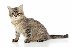 Mackerel: CAT. Tiffanie, Black Macerel Tabby