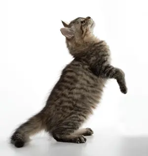 Mackerel: Cat Tiffanie, Black Mackerel Tabby