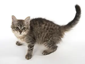 Mackerel: Cat Tiffanie, Black Mackerel Tabby