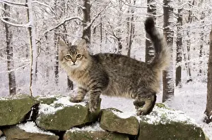 Mackerel: Cat Tiffanie, Black Mackerel Tabby