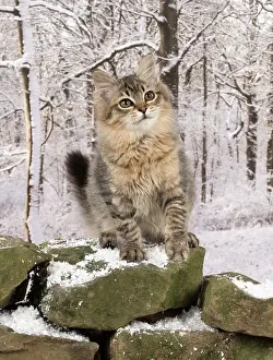 Mackerel: Cat Tiffanie, Black Mackerel Tabby