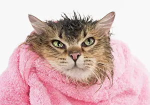 Annoyed: CAT. Tiffanie ( black tipped ) wet in a towel