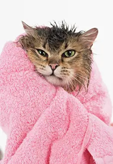 Annoyed: CAT. Tiffanie ( black tipped ) wet in a towel