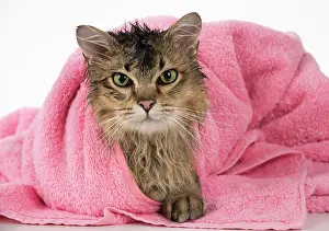 Annoyed: CAT. Tiffanie ( black tipped ) wet in a towel