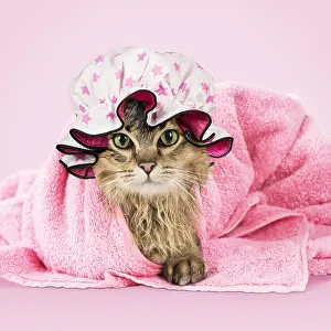 Miserable: CAT. Tiffanie ( black tipped ) wet in a towel wearing