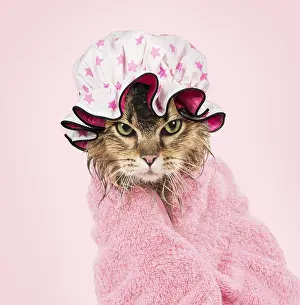 Miserable: CAT. Tiffanie ( black tipped ) wet wrapped in a