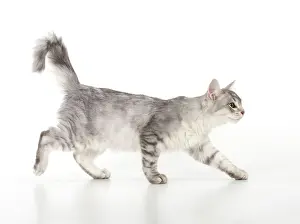 Tiffanies: CAT. Tiffanie cat (black silver )