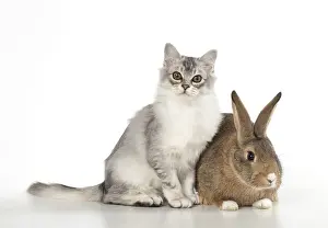 Agouti: CAT. Tiffanie cat ( Choc silver ) with rabbit, studio