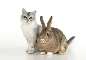 Agouti: CAT. Tiffanie cat ( Choc silver ) with rabbit, studio