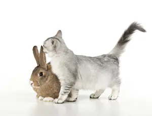 Greeting: CAT. Tiffanie cat ( Choc silver ) with rabbit, studio