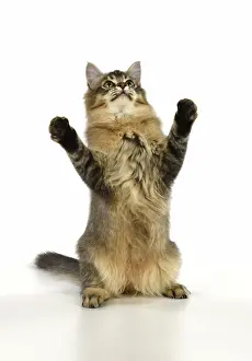 Yoga: CAT Tiffanie cat jumping and dancing