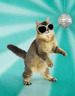 Glitter: CAT - Tiffanie cat jumping and dancing wearing