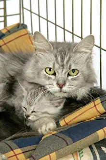 Carriers: Cat. Tiffanie cat. Mother lying in cage with kitten