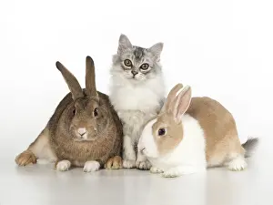 Agouti: CAT. Tiffanie cat with rabbits, studio