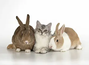 Agouti: CAT. Tiffanie cat with rabbits, studio