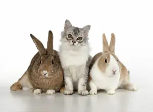 Tiffanie: CAT. Tiffanie cat with rabbits, studio