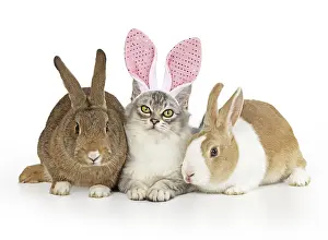 Tiffanie: CAT. Tiffanie cat wearing Rabbit / bunny ears