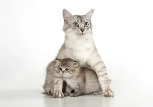 Tiffanie: CAT. Tiffanie ( choc silver ) with 6 week old kitten