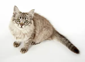 Mackerel: CAT. Tiffanie, Chocolate Macerel Tabby