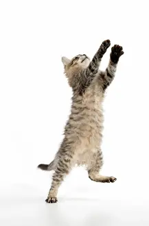 Mackerel: CAT. Tiffanie, Chocolate Macerel Tabby