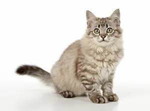 Mackerel: CAT. Tiffanie, Chocolate Macerel Tabby
