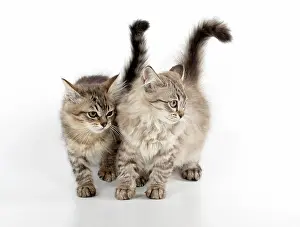 Mackerel: CAT. Tiffanie, Chocolate Macerel Tabby & Black