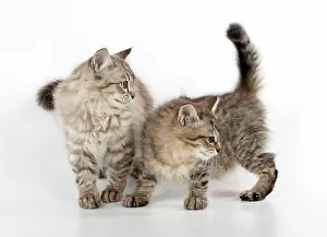 Mackerel: CAT. Tiffanie, Chocolate Macerel Tabby & Black