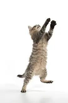 Mackerel: Cat Tiffanie, Chocolate Mackerel Tabby