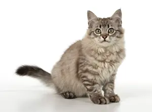 Mackerel: Cat Tiffanie, Chocolate Mackerel Tabby