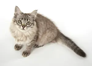 Mackerel: Cat Tiffanie, Chocolate Mackerel Tabby