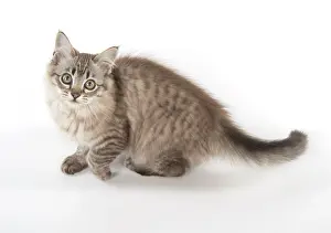 Mackerel: Cat Tiffanie, Chocolate Mackerel Tabby
